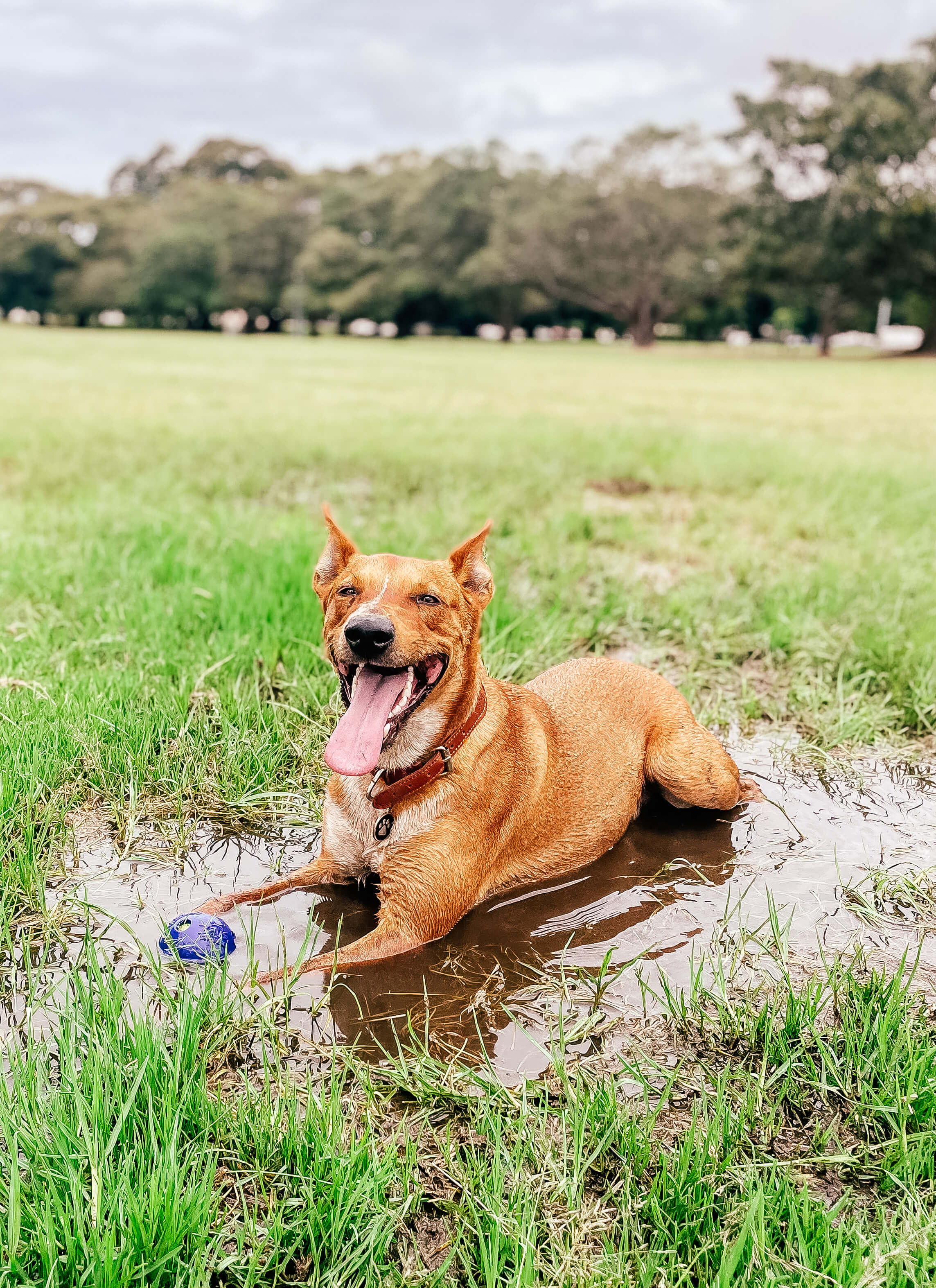 Dog portrait in coastal dunes