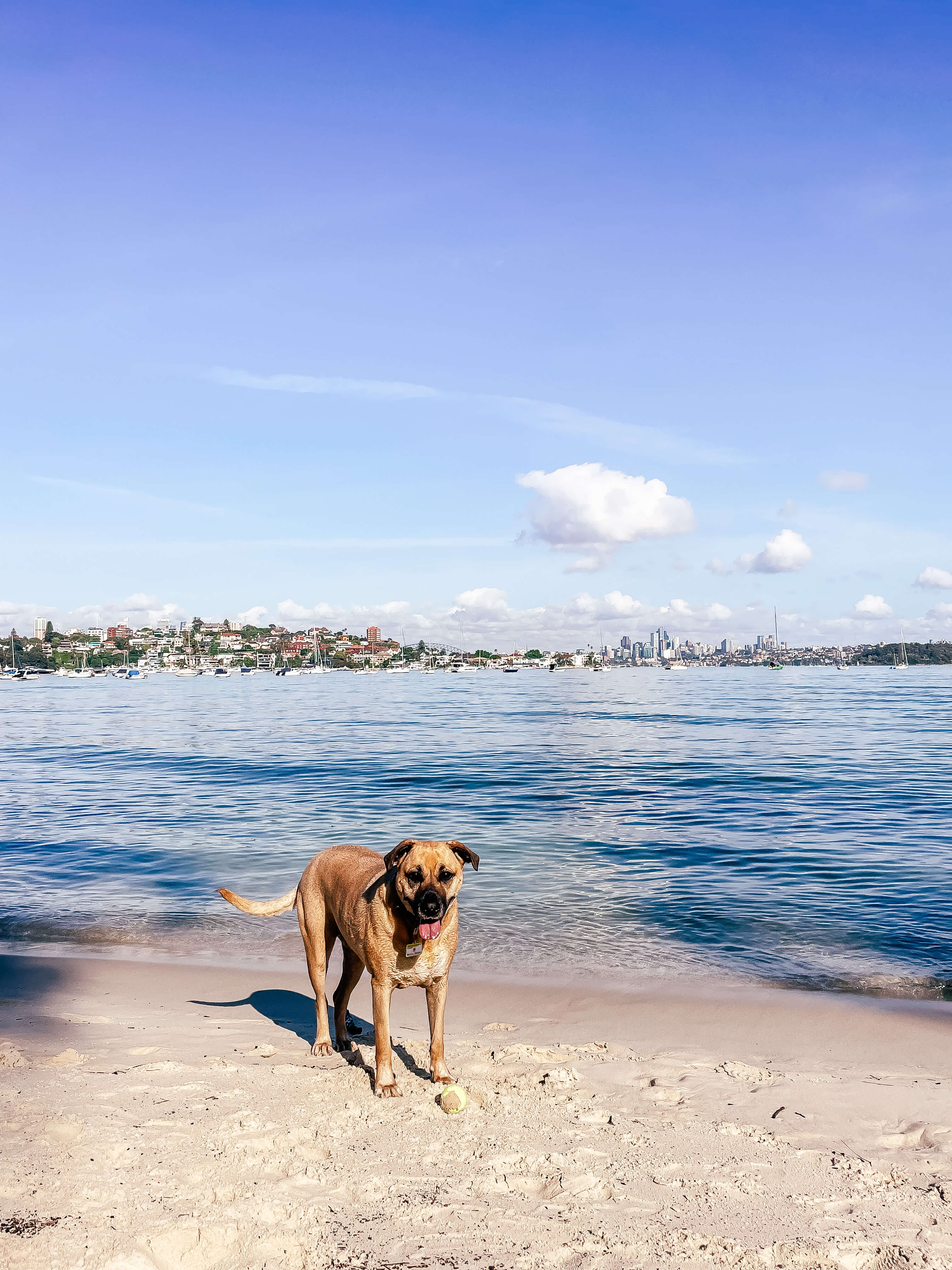 Dog walking along a coastal path