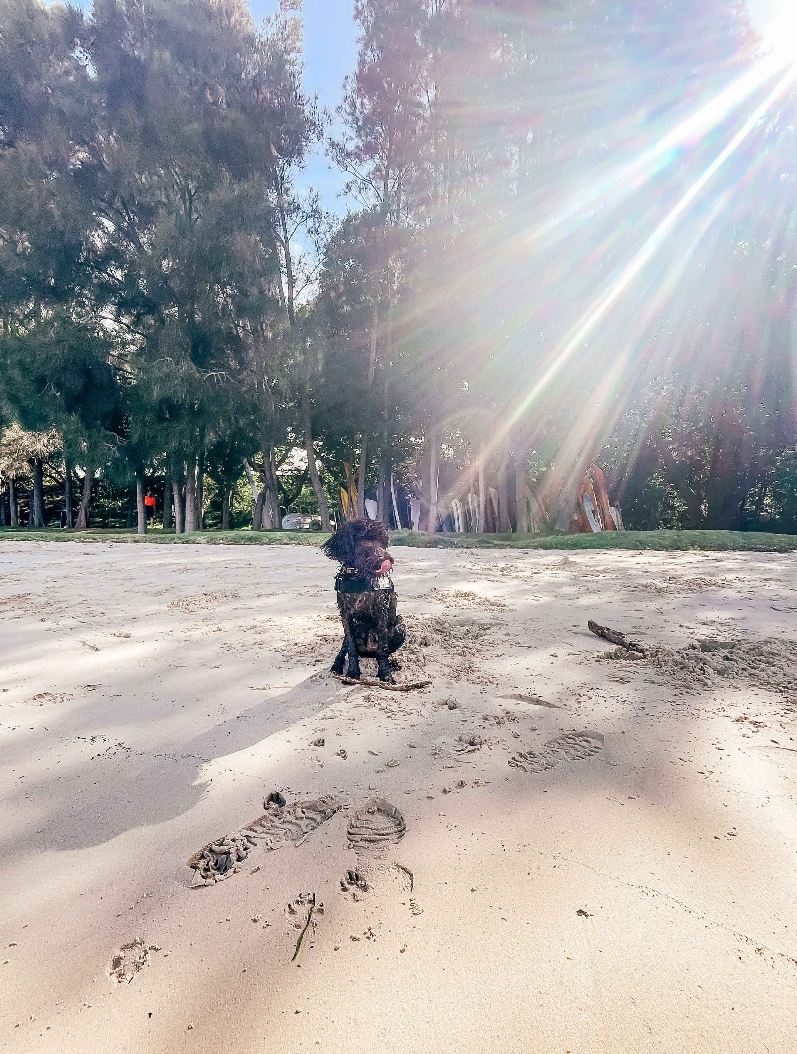 Two dogs playing in the park