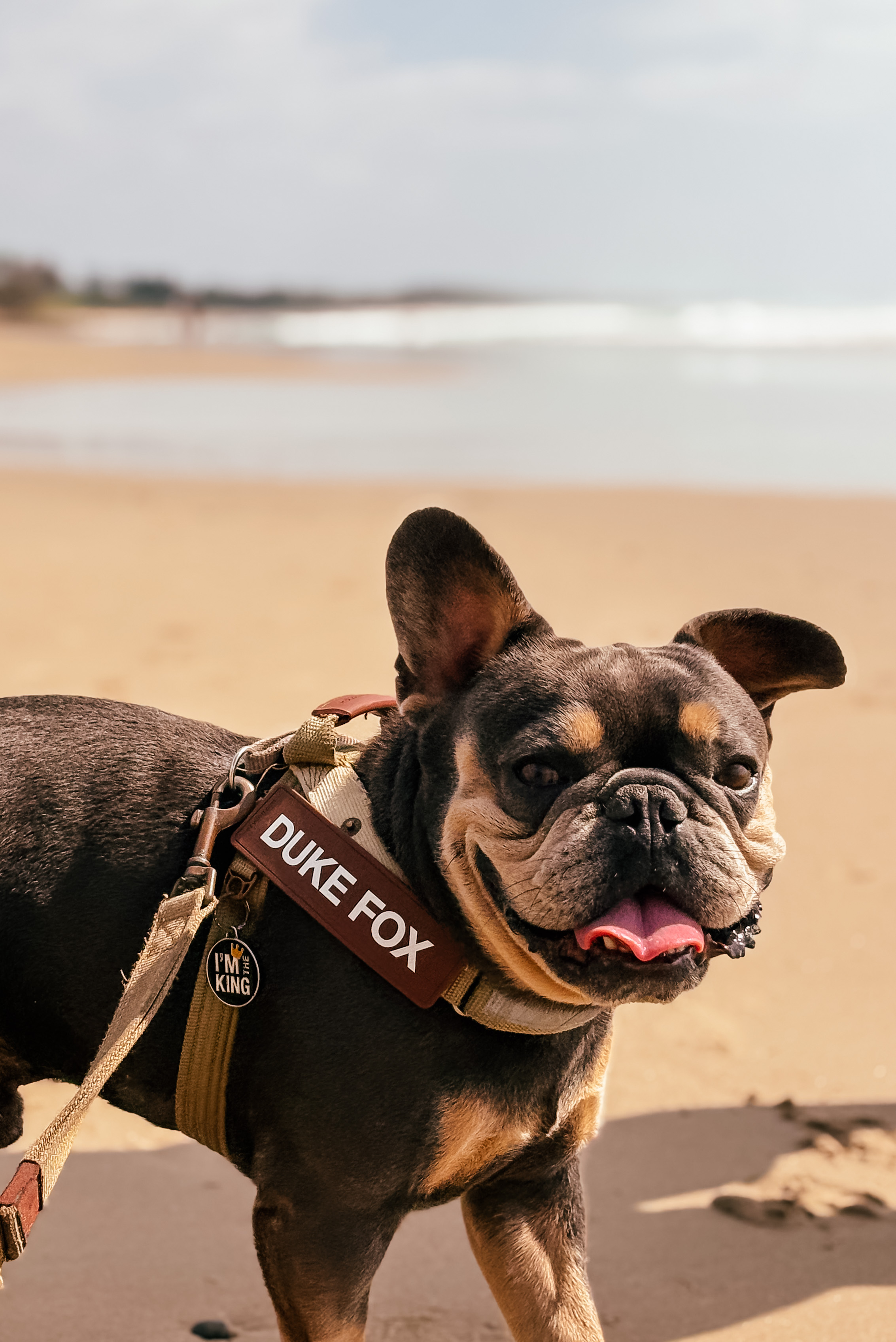 Sian with a dog on the Illawarra coast