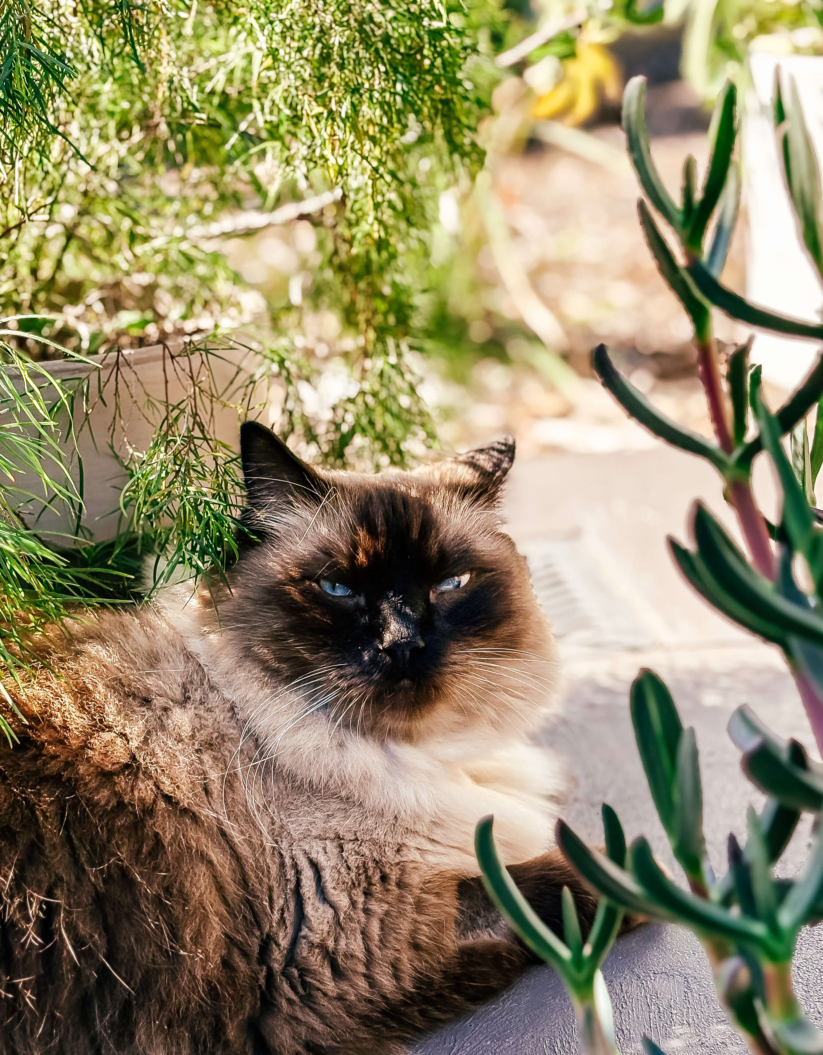 Natural pet portrait photography on the South Coast