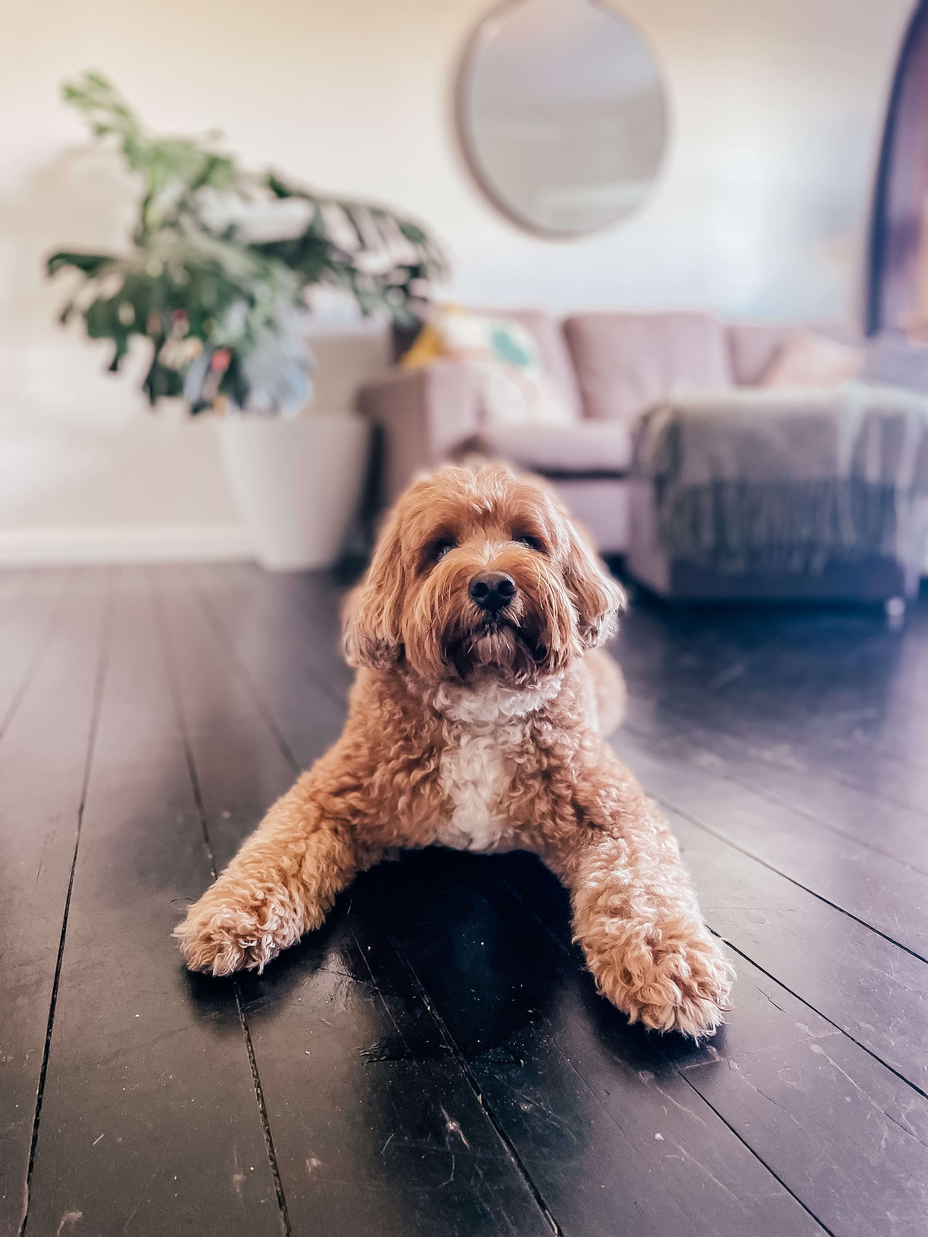 Dog resting comfortably at home during a pet sit